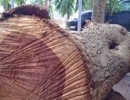 Chủ nhân của 2 cây gỗ sưa triệu đô trong vụ Minh “sâm” là ai?